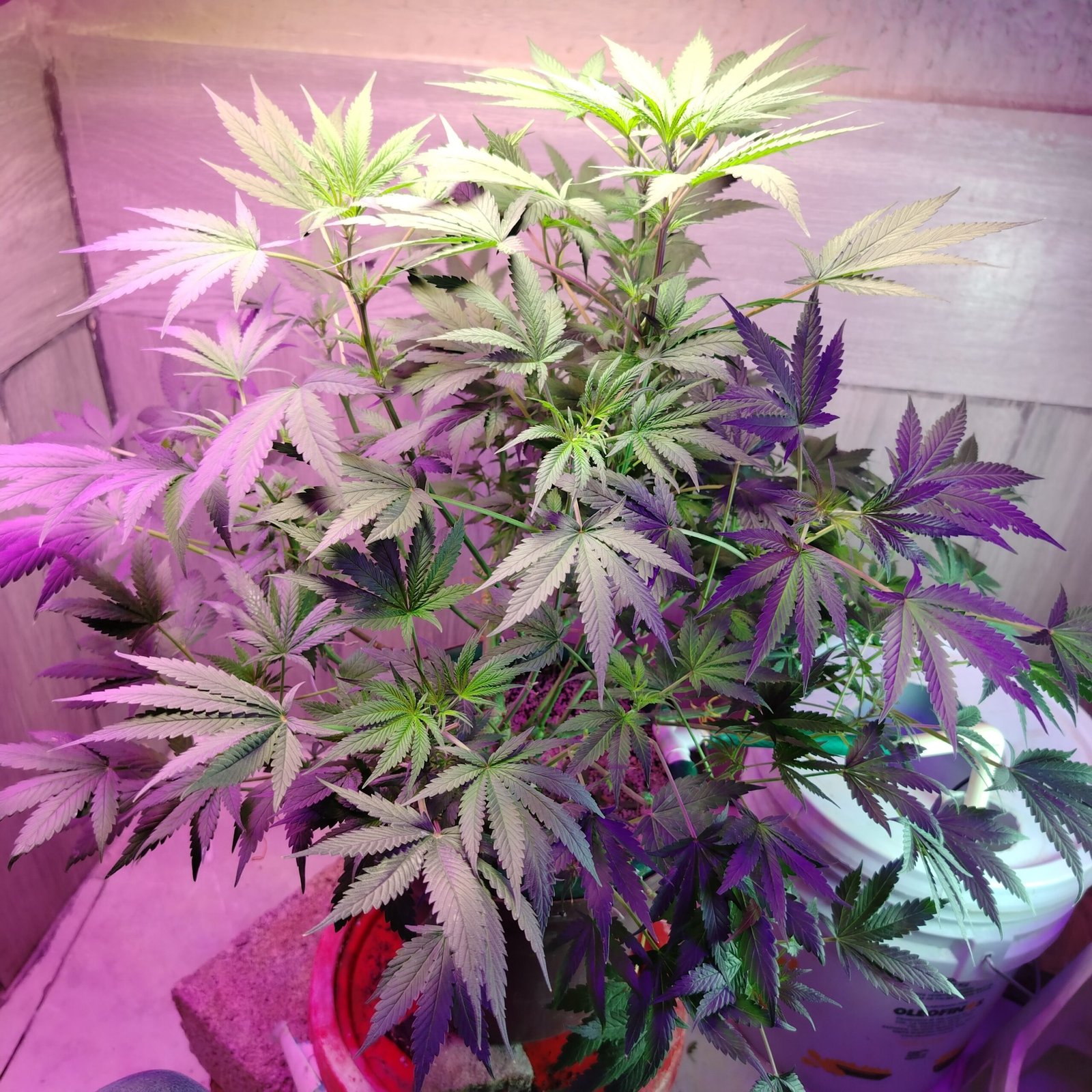 ak47 x black domina