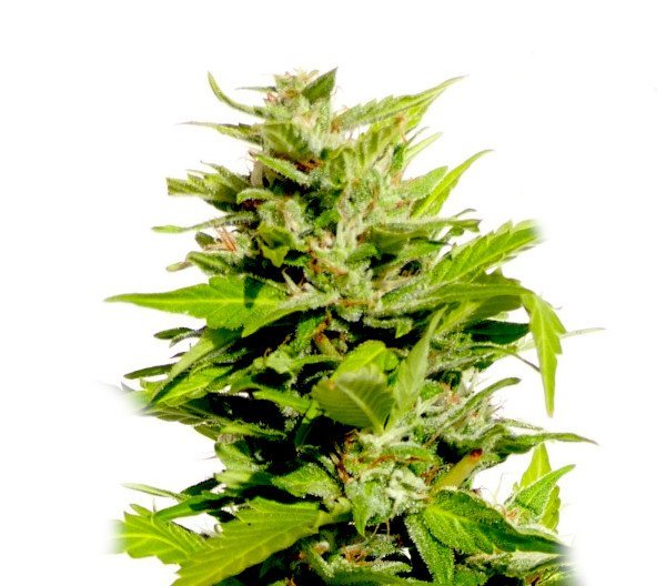 AK47 Auto