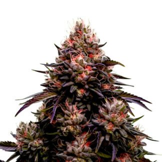 AK47 x Black Domina