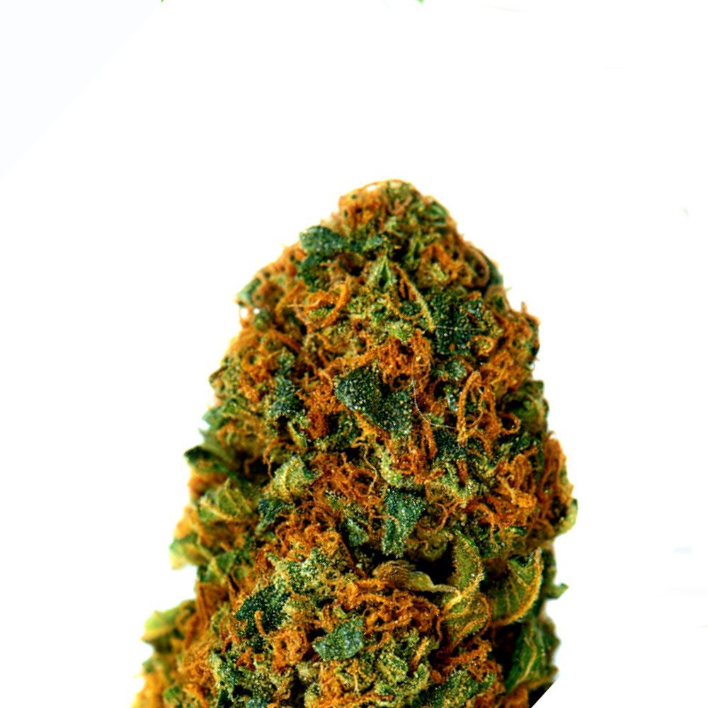 BubbleGum