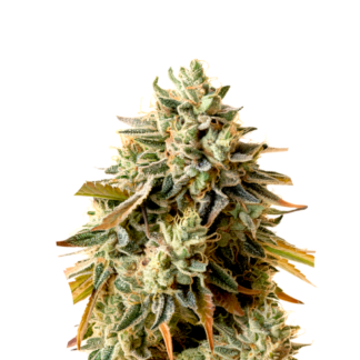 Colombian Gold