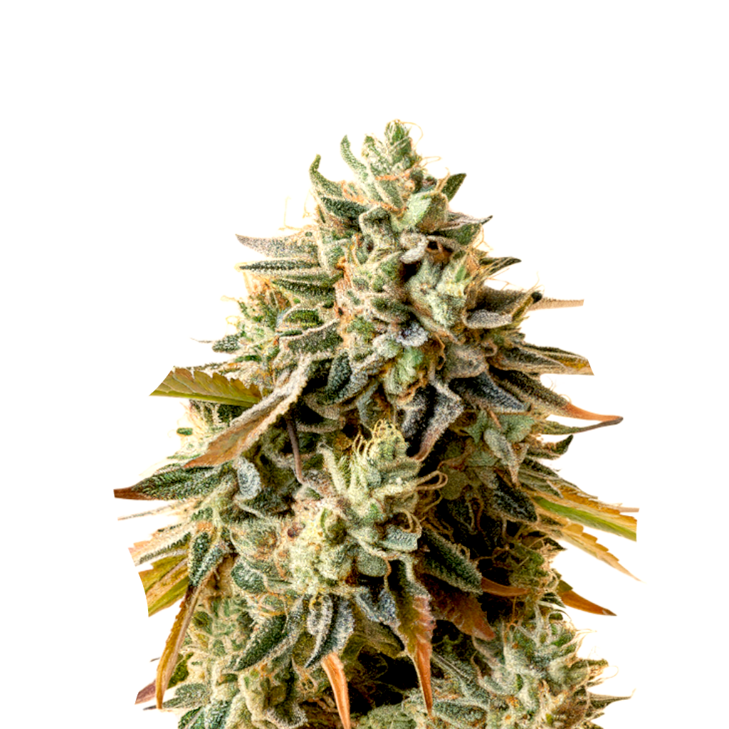 Colombian Gold