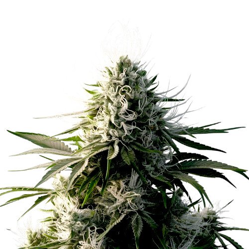 G13