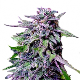 GranDaddy Purple