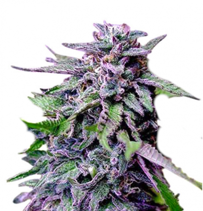 GranDaddy Purple