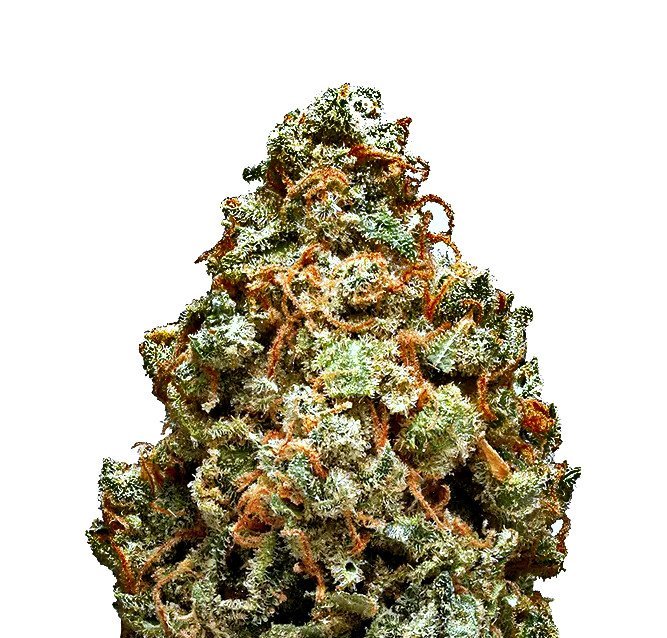 Great White Shark
