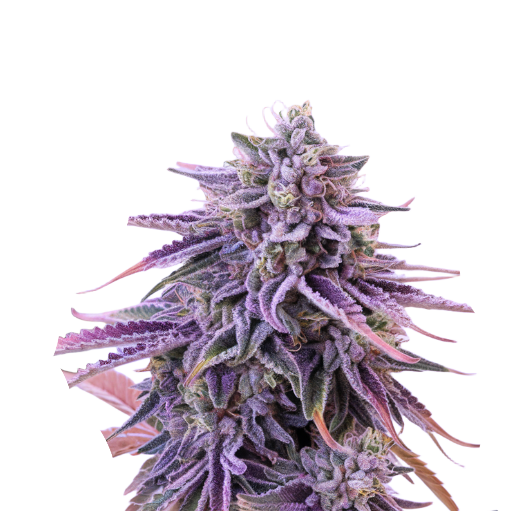 Mendocino Kush