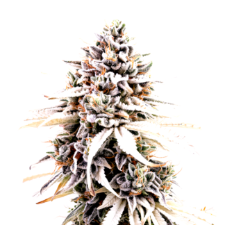 Mimosa Cookies