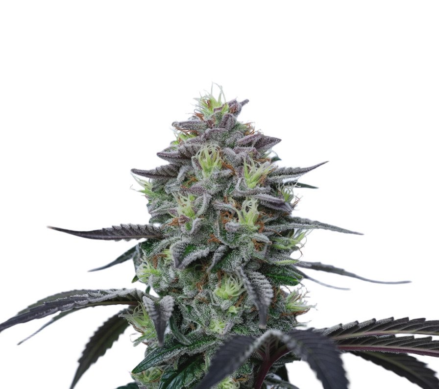 Northern Light x Skunk