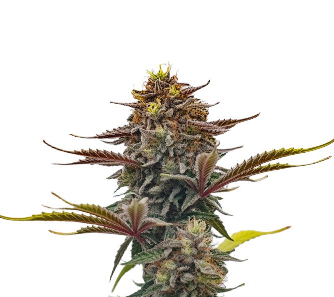 Afghan Kush x Skunk