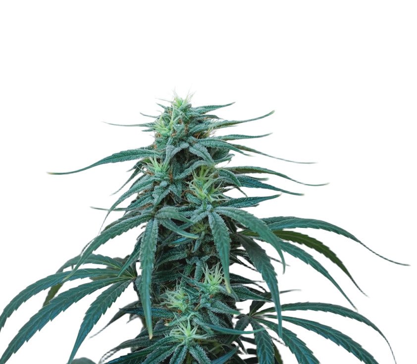 Afghan kush x white widow