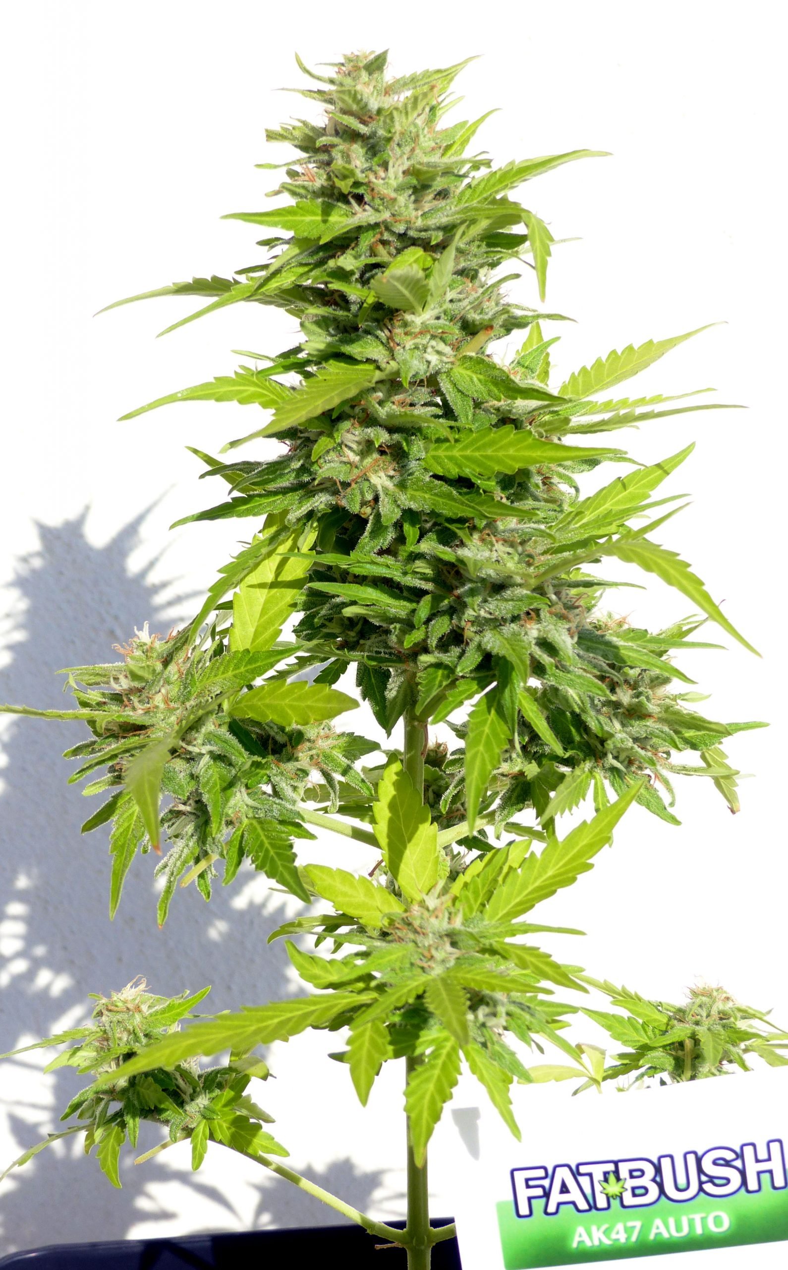 AK47 Auto – Image 2