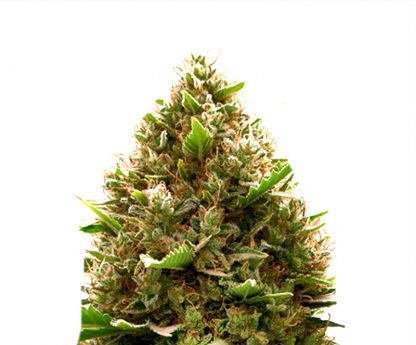 Amnesia x OG Kush