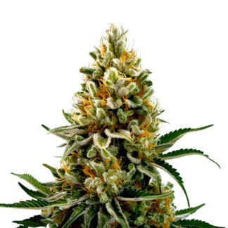 Amnesia Auto XXL