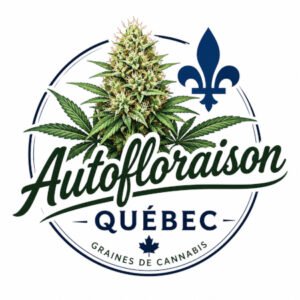 graines autofloraison Quebec
