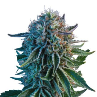 Blue Cheese Auto