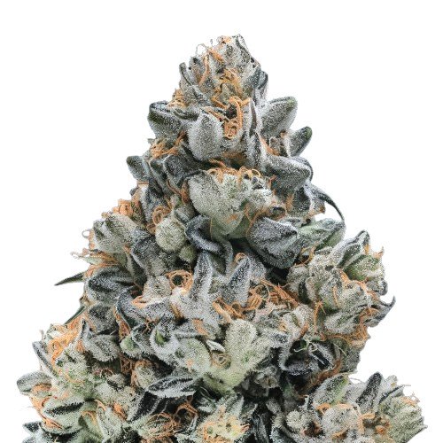 Bruce Banner Auto