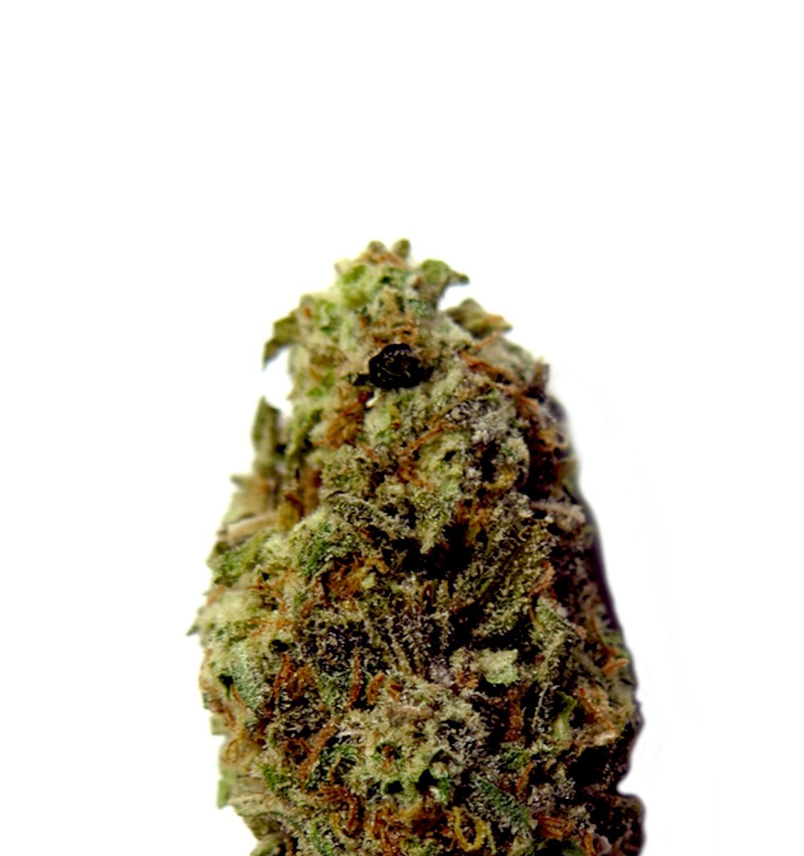 Bushy Ryder Auto
