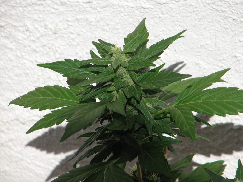 Bushy Ryder Auto – Image 2