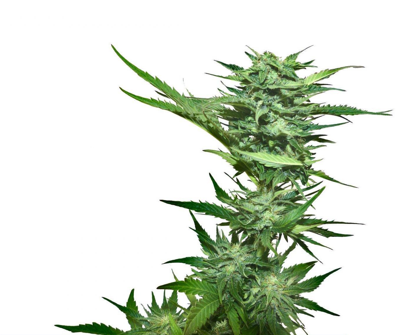 California Skunk – Image 2