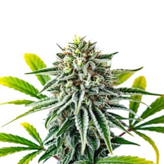 Candy Cream