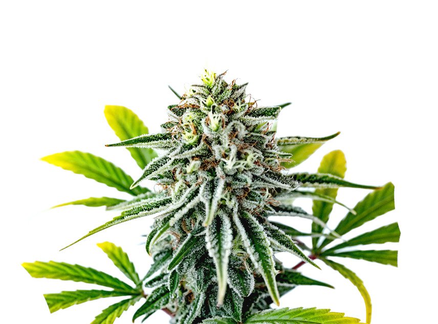 Candy Cream