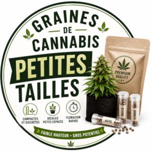 graines cannabis-petite-taille