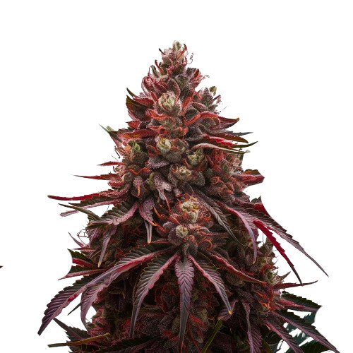 Cherry Pie