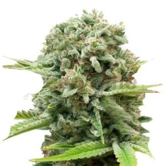 Critical Auto