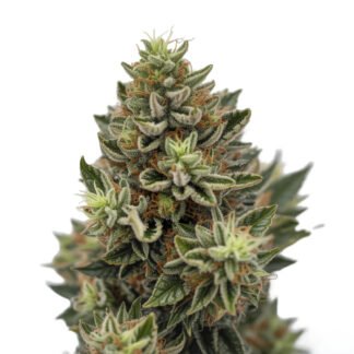 Critical XL