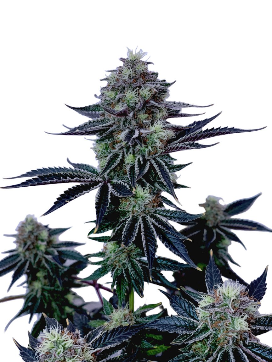 Ghost OG