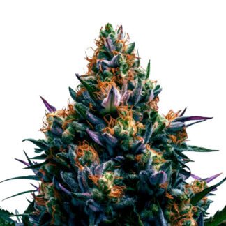 Godfather OG