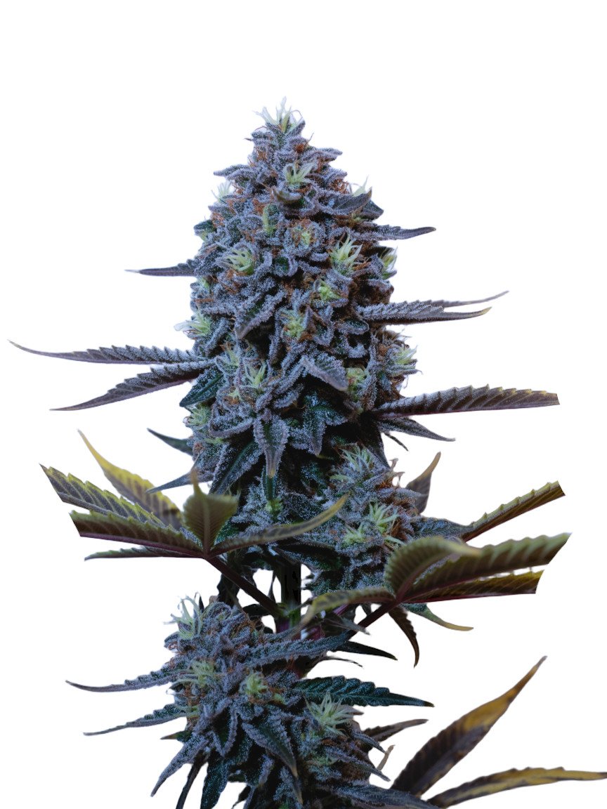 Godfather OG Auto