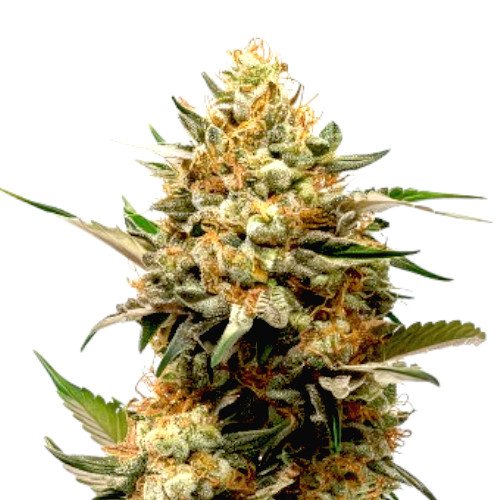 Golden CBD Auto