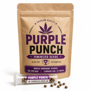 graines-cannabis.purple-quebec