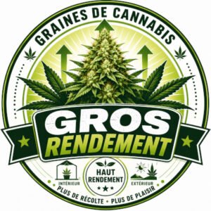 graines-de-cannabis-gros-rendement