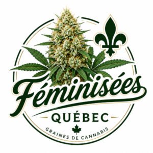 graines de cannabis feminisees quebec