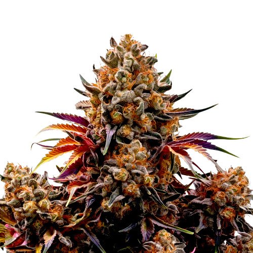 Hawaii Maui Sativa