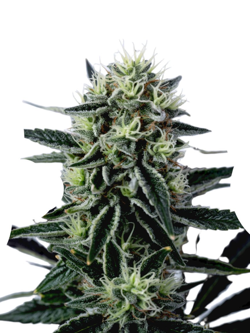 Hindu Kush