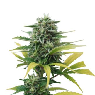 Lemon Skunk