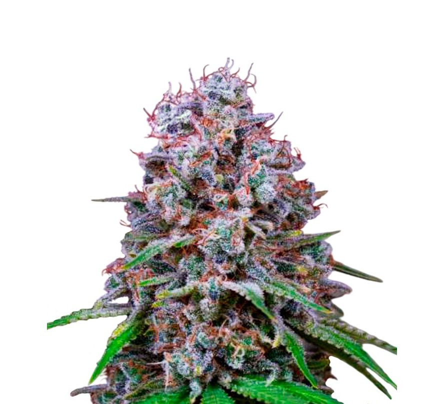 Miracle Alien Cookies