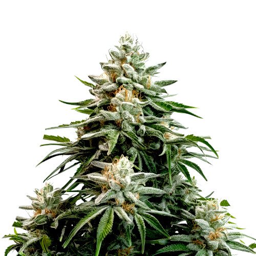 Masterkush