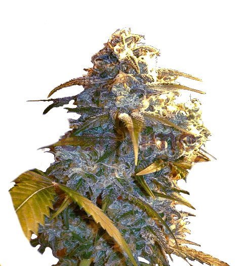 Mobydick Auto
