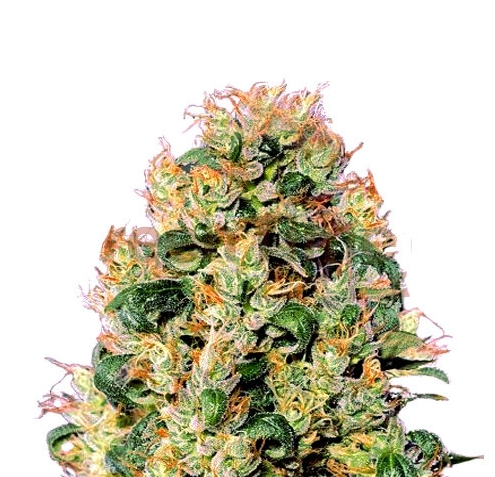 Orange Cookies