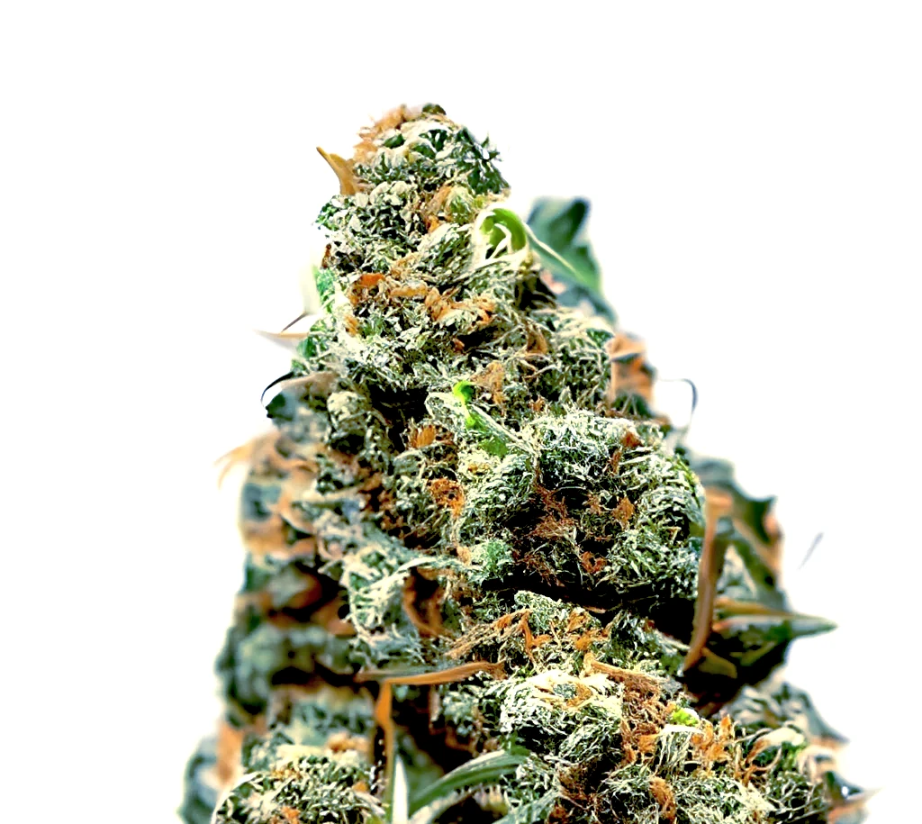 Orangutan Glue