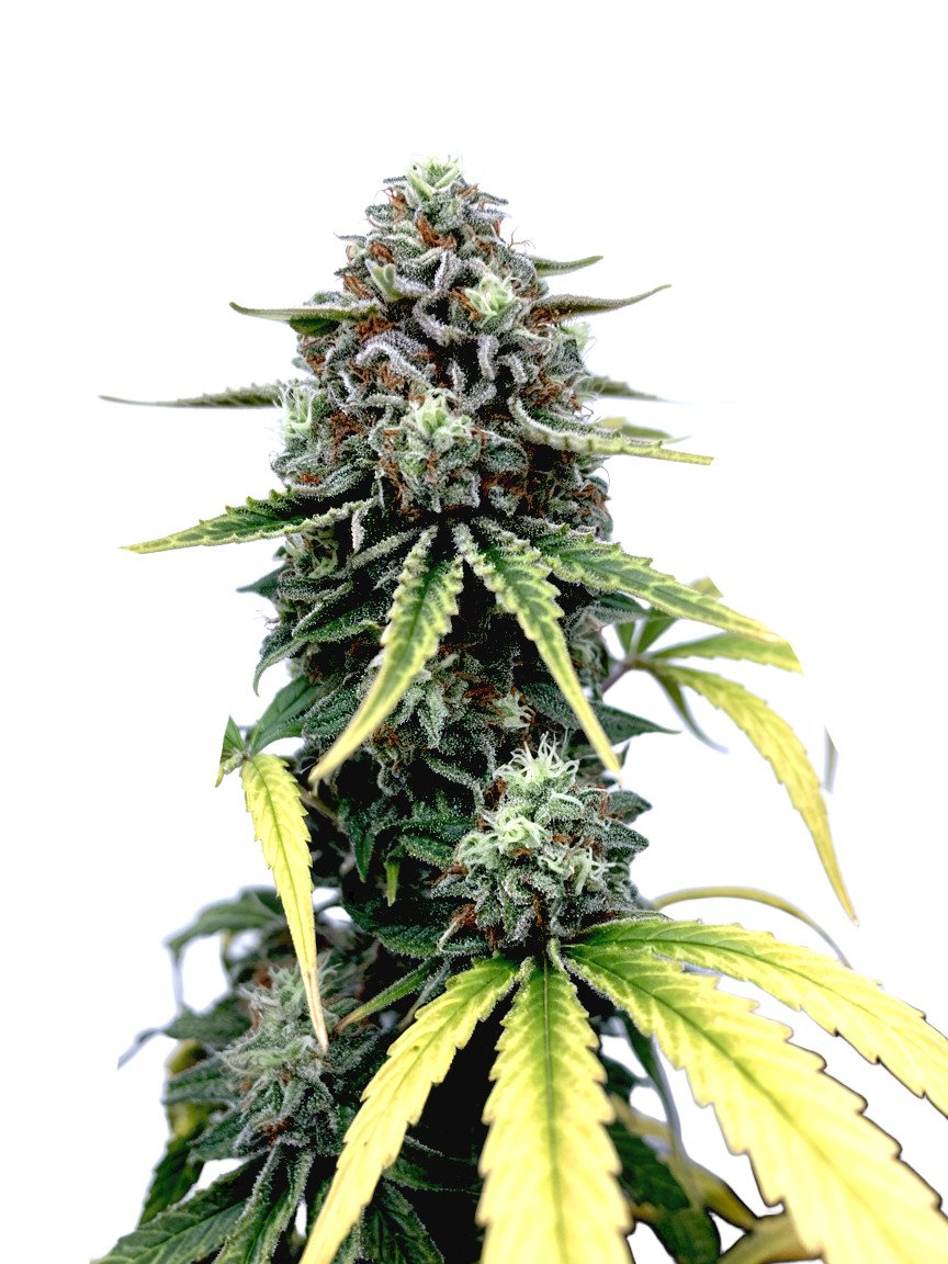Peanut Butter Breath