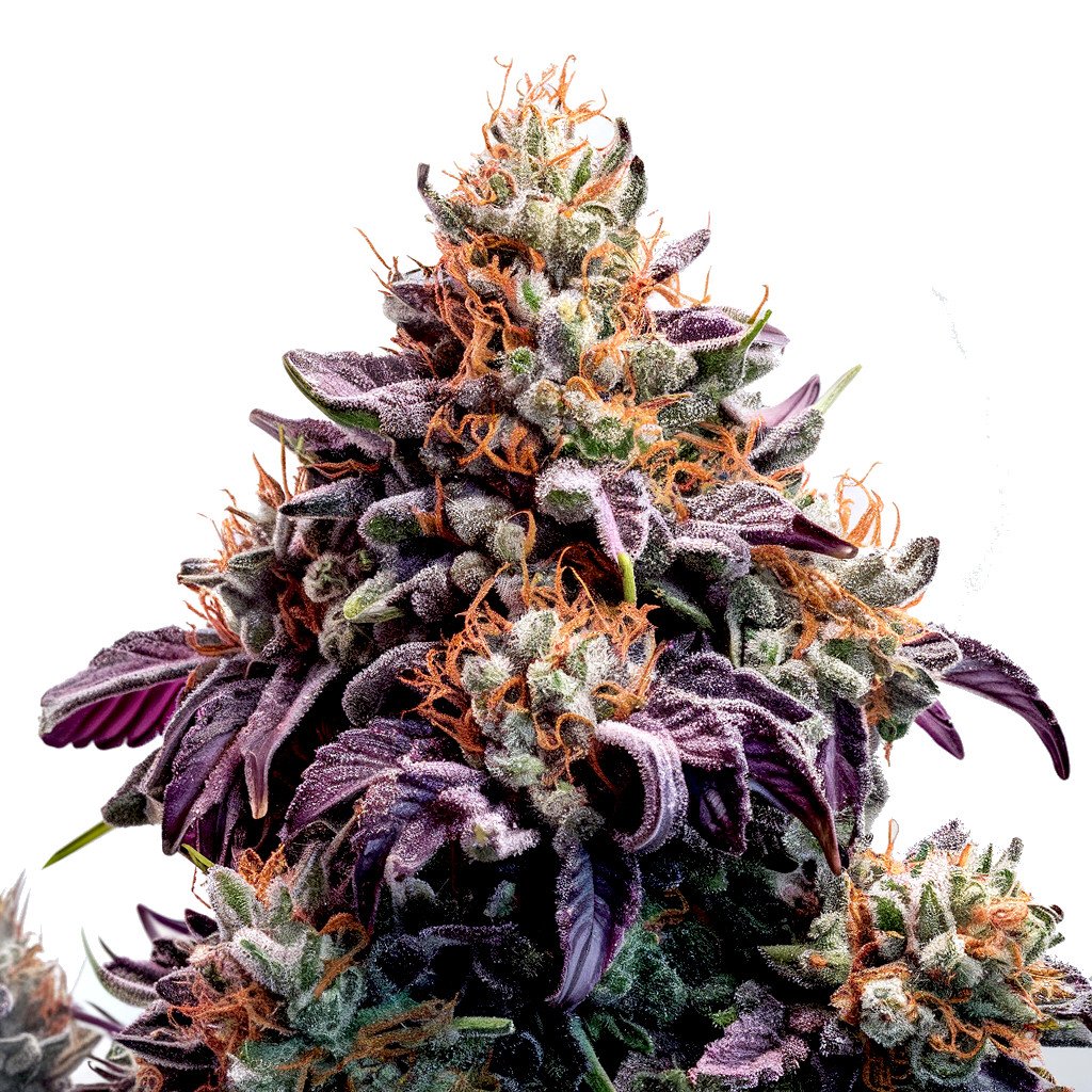 Purple Mobydick