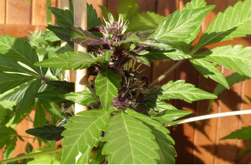 Purple OG Kush Auto – Image 2
