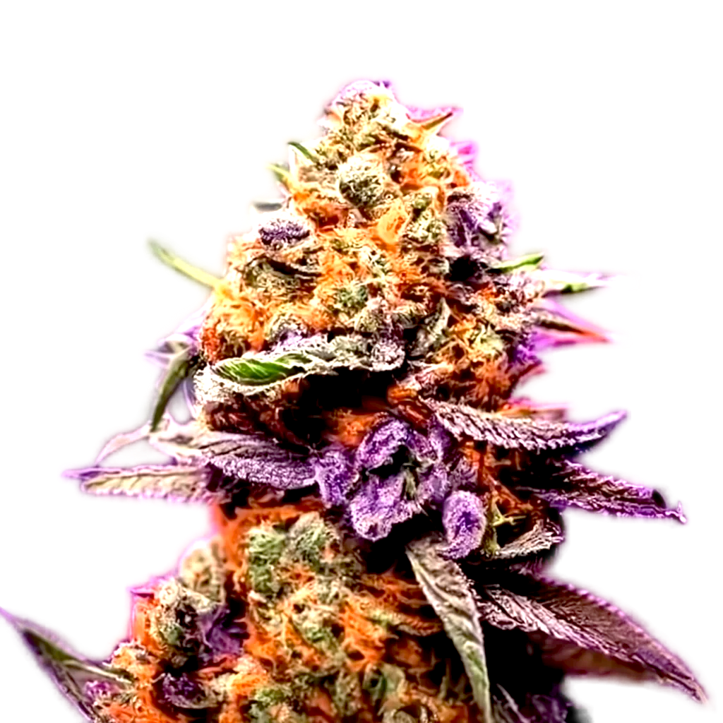 Purple Sherbet