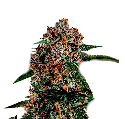 Runtz Auto